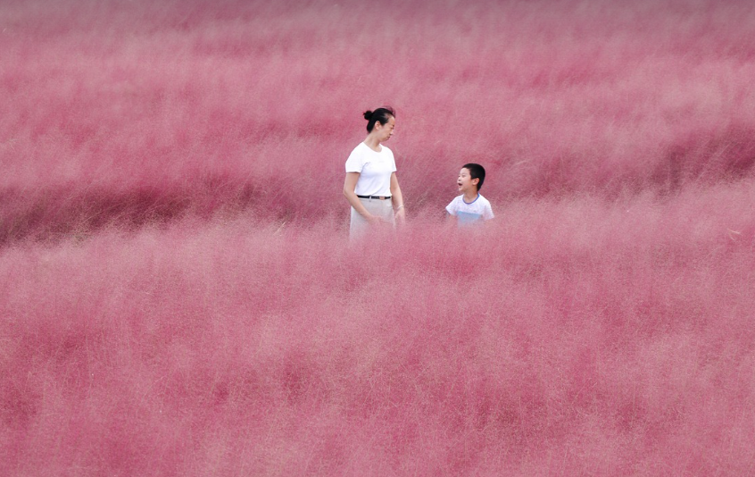 핑크뮬리의 모습