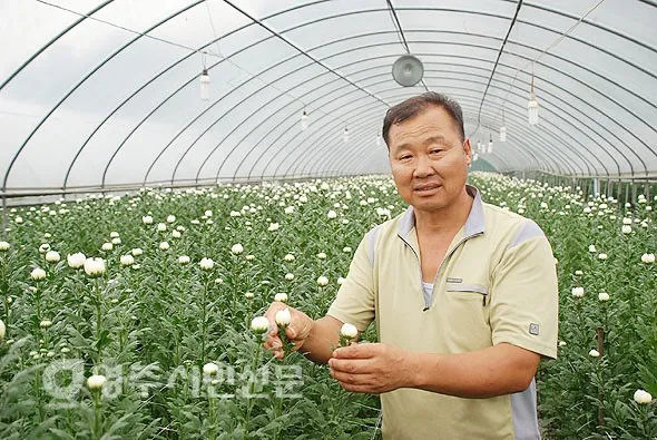 국화 재배 절화용 키우기 생장 조절 개화 유도_2