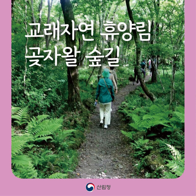 [명품숲길 50선] 제주시 교래자연휴양림 곶자왈 숲길, 3km 속의 생태 교과서