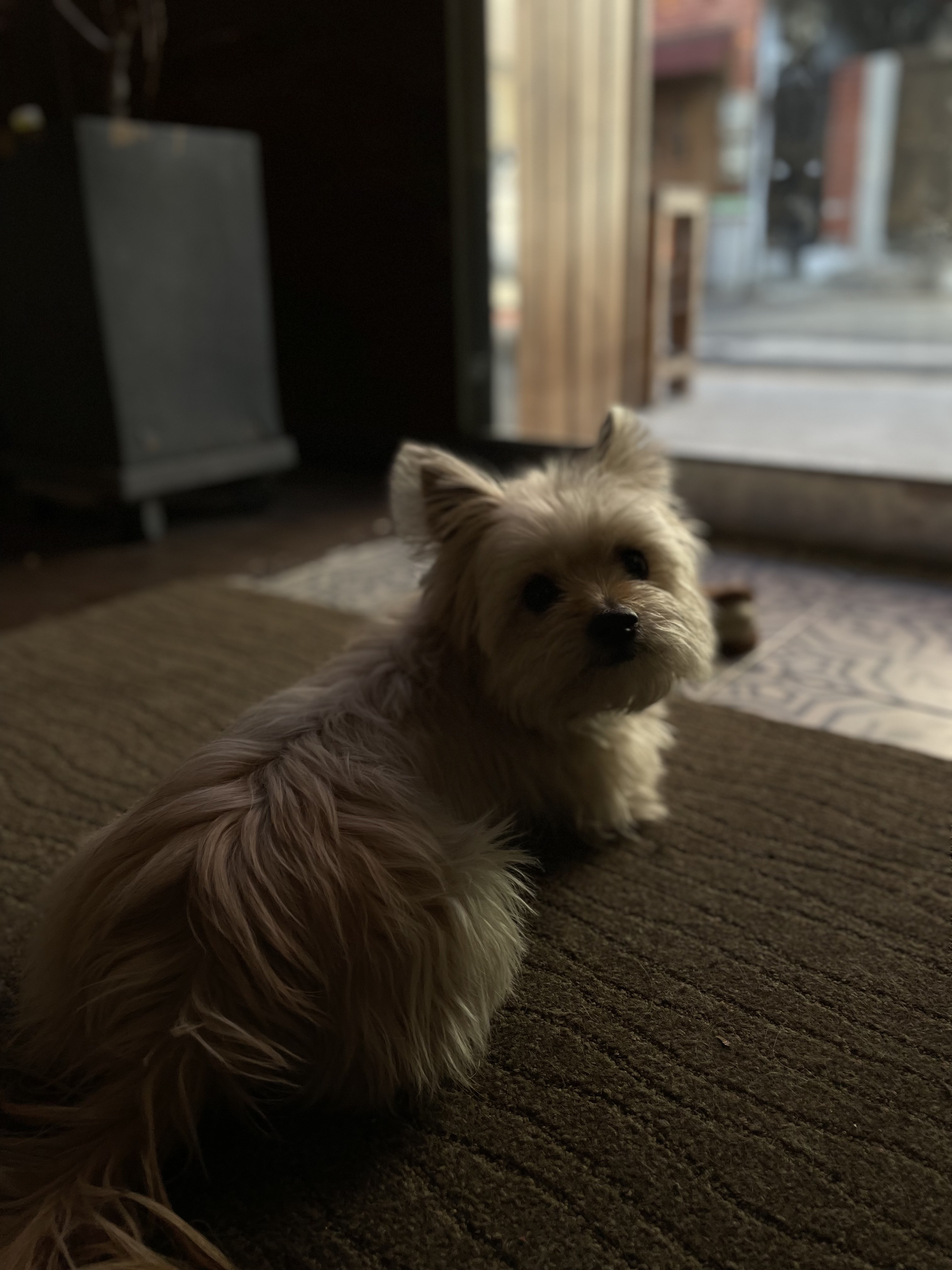 울산 애견동반 카페 퍼지네과자점