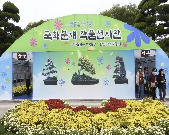 함평 국화축제_11