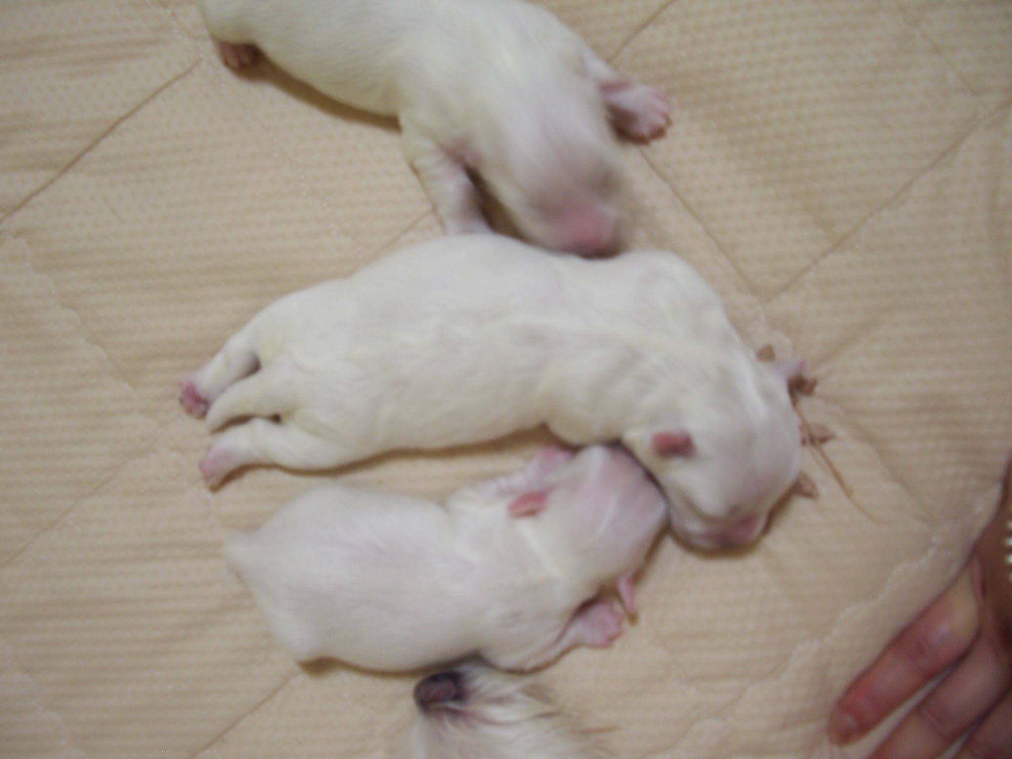 반려견의 임신과 출산 관리