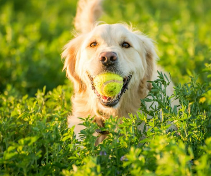 강아지 사람 좋아하는 이유, 유전자 변형 때문이라고?!
