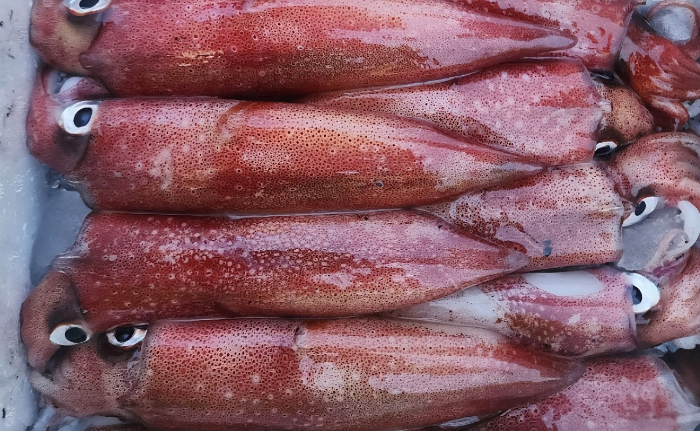 7월 제철음식, 한치