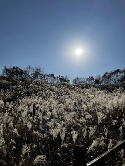 포천 명성산 억새밭 전경, 가을 햇살 아래 은빛 억새가 펼쳐진 산정호수 주변 풍경