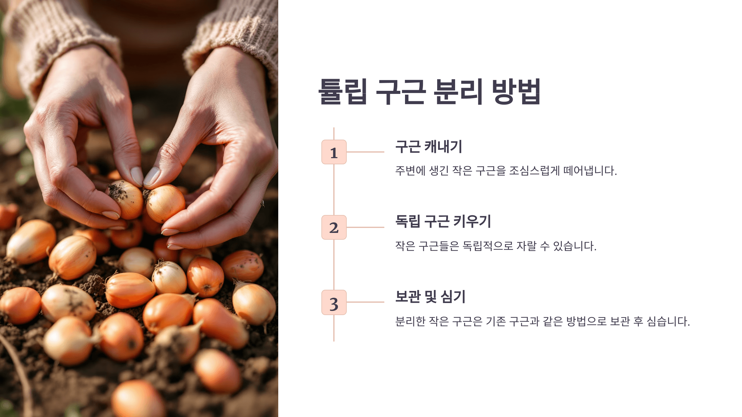 튤립과 관련된 사진입니다.