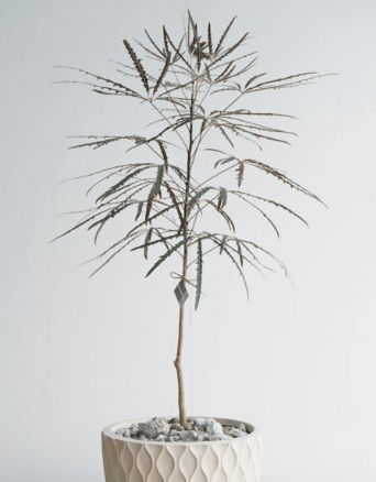 미세먼지정화식물-실내공기정화-서울미세먼지농도