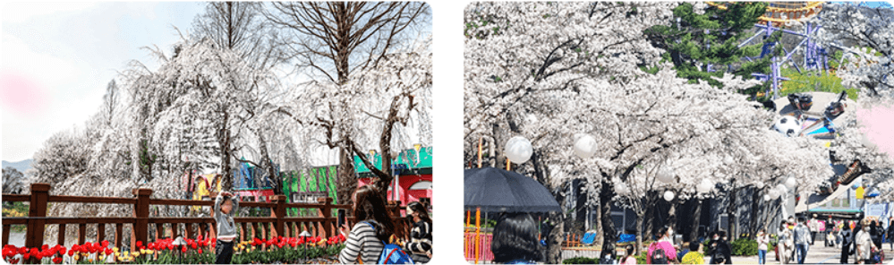 서울랜드 주차 꿀팁 총정리