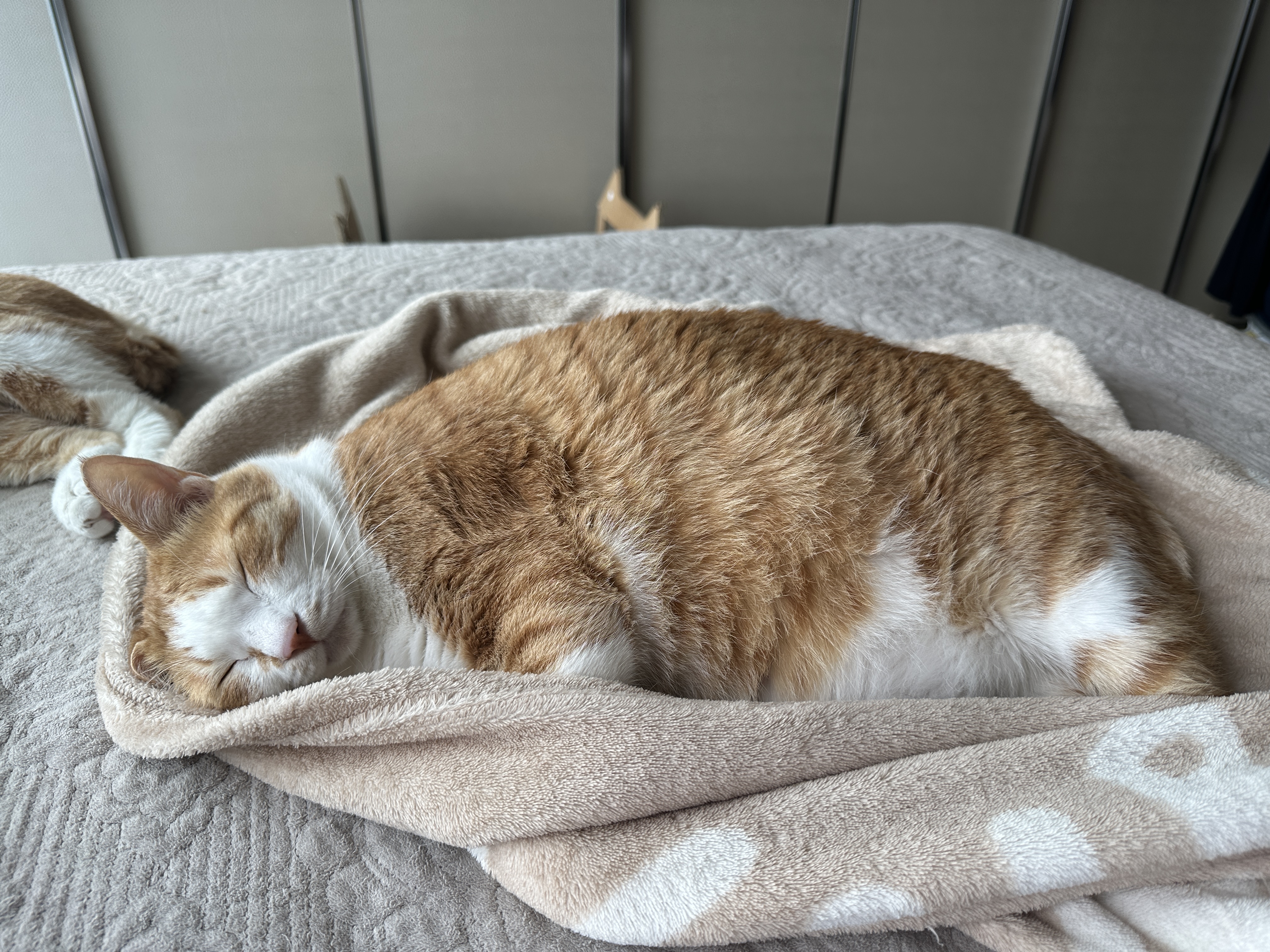 포대기에_싸여_있는_아기같이_자고_있는_호야