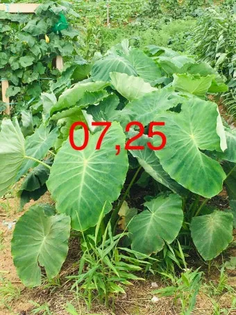 토란 재배 종자구 선택 고랑 관리 습도 조절_11