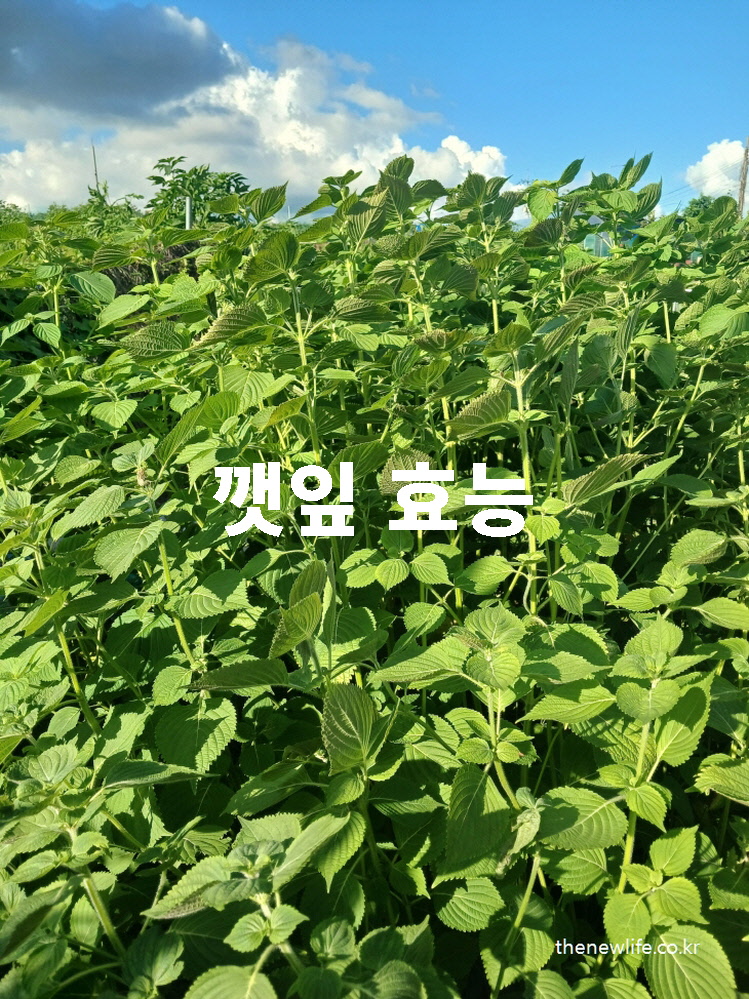 푸른 하늘 아래 자란 신선한 깻잎 밭 모습