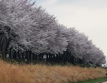 안양천벚꽃 사진