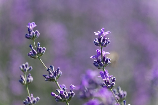 라벤더 관련 사진