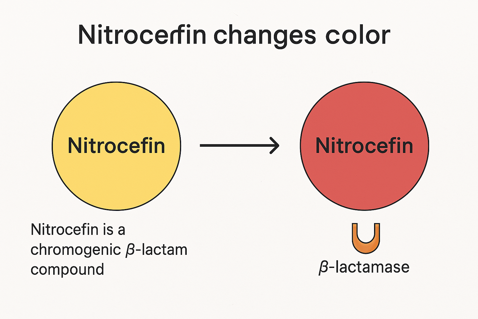 &beta;-lactamase 검사 시 색 변화 과정 그림