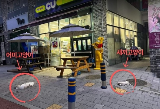 오피스텔 12층에서 자신이 기르던 고양이 두 마리를 창문 밖으로 던져 죽게 한 남성이 재판에 넘겨졌다. [사진=동물권단체 '카라' 인스타그램 캡처]