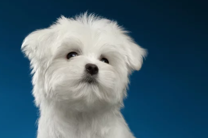 말티즈 사진 /출처:어도비스톡