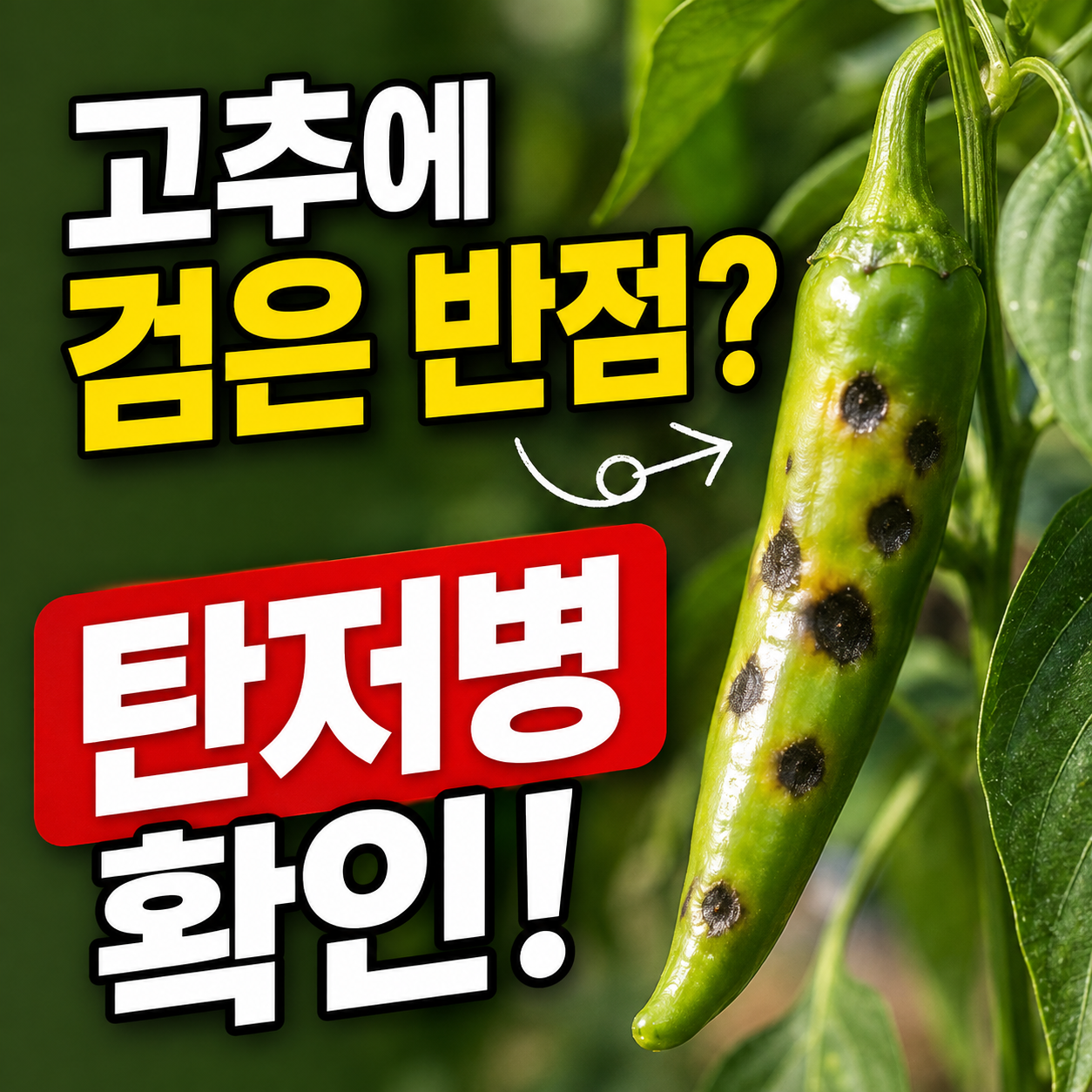 고추 열매에 검은 반점이 생기는 이유? 탄저병 초기 증상과 방제법