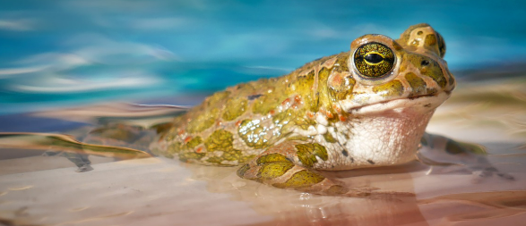 유럽에서 사랑받는 양서류 반려동물