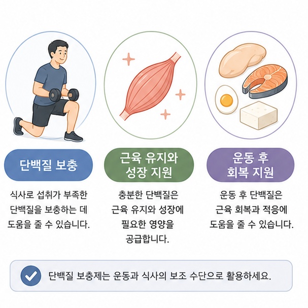 단백질 보충제가 부족한 단백질을 채우고 근력운동에 따른 근육 유지와 성장 및 회복을 지원할 수 있음을 보여주는 그림