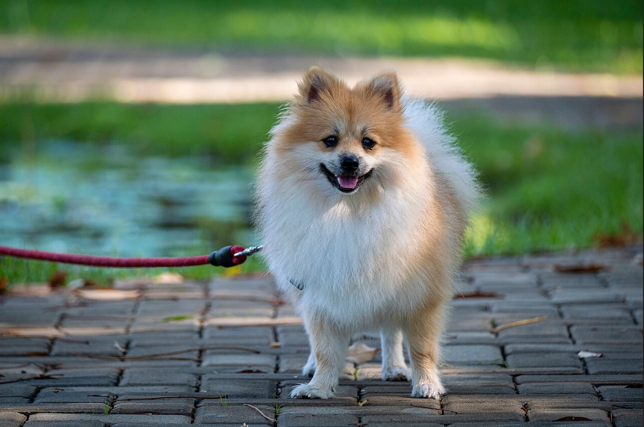 포메라니아 사진