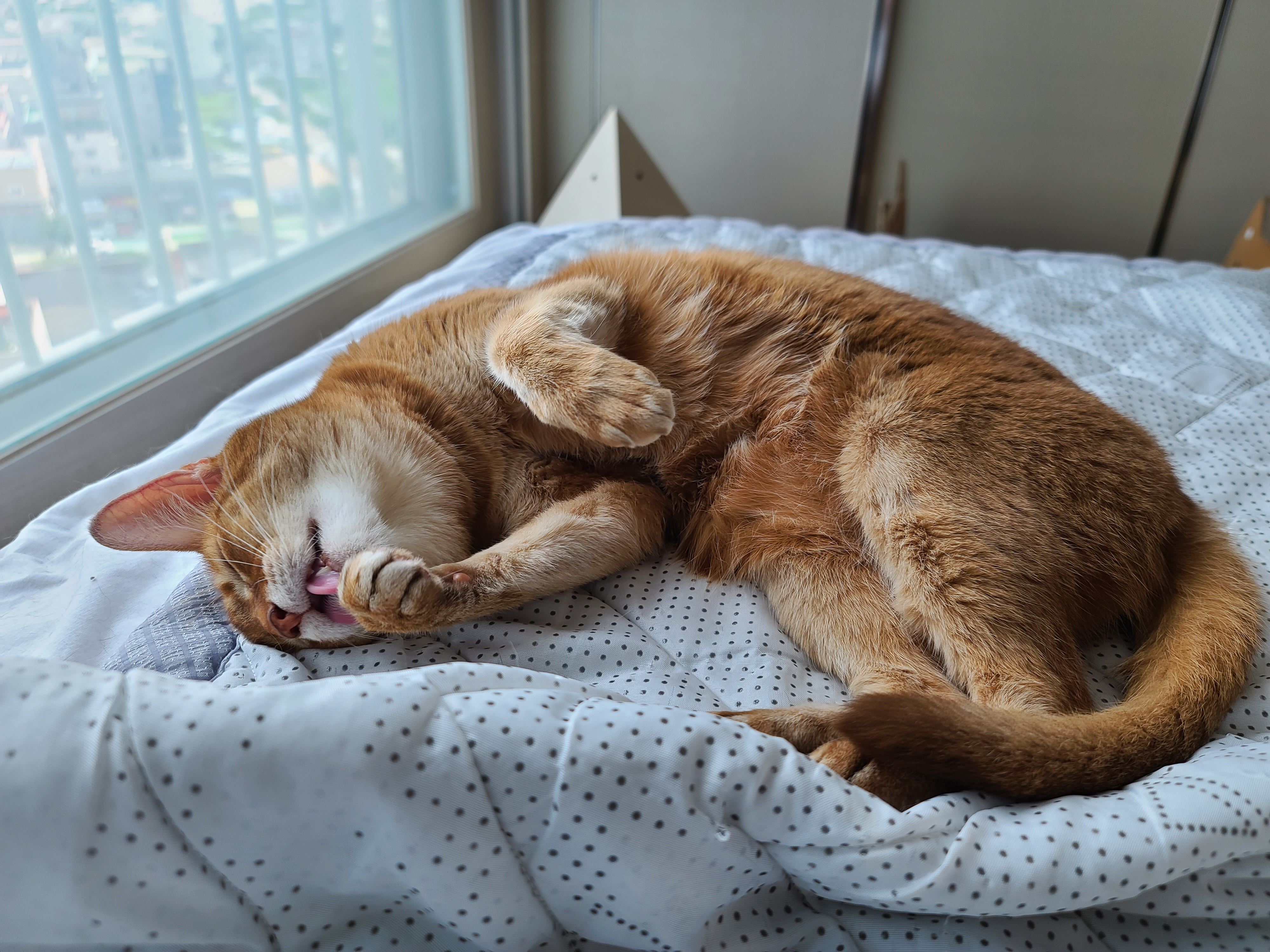 야무지게 그루밍 하는 고양이들. 아비시니안 루나와 치즈냥이 호야.