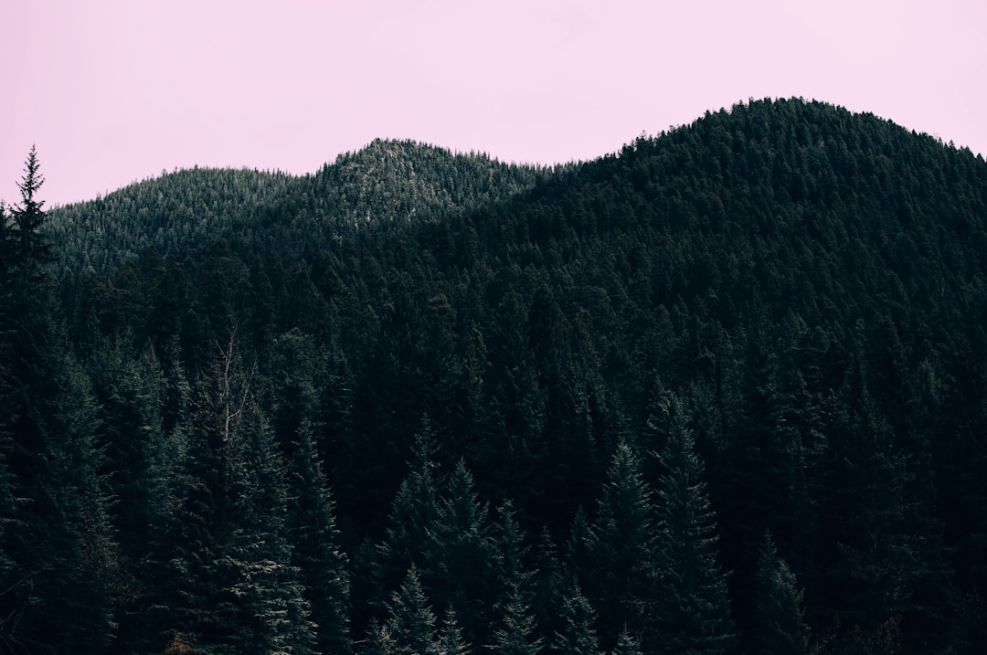 Pine tree