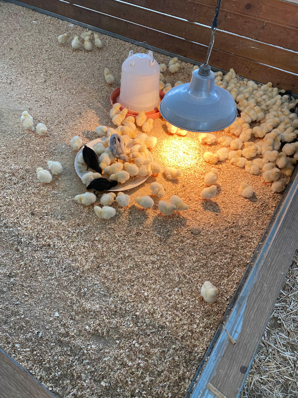 강릉 옥계 쌍둥이동물농장