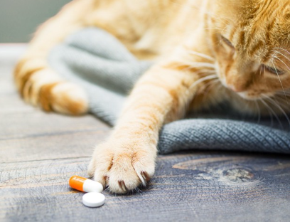 캡슐에 손을 뻗고 있는 고양이.