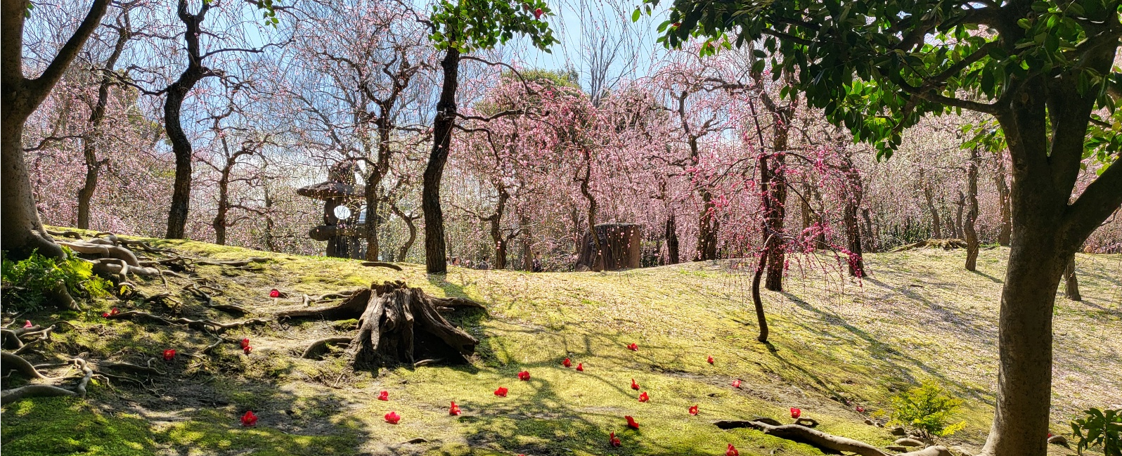 교토 성남궁 동백꽃과 매화의 환상적인 조화