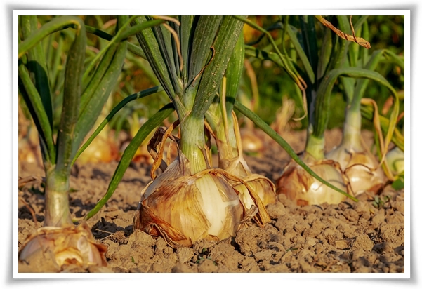 "10월, 양파 심으세요!" 건강한 양파 키우기 완벽 가이드!