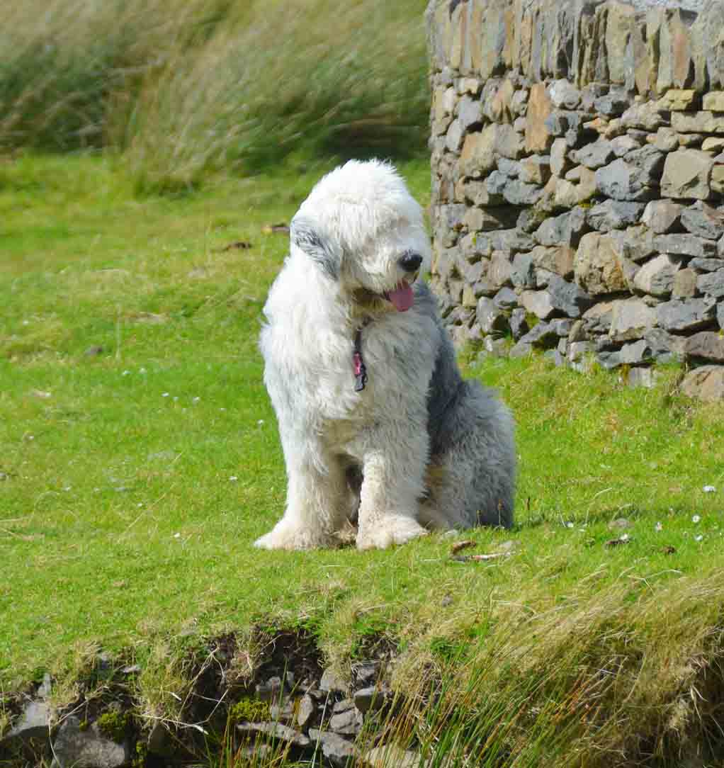 올드 잉글리시 쉽독
