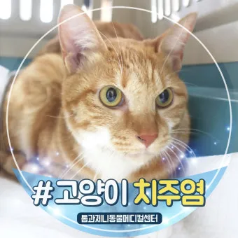 고양이치주염 증상 진단 치료 및 예방법_19