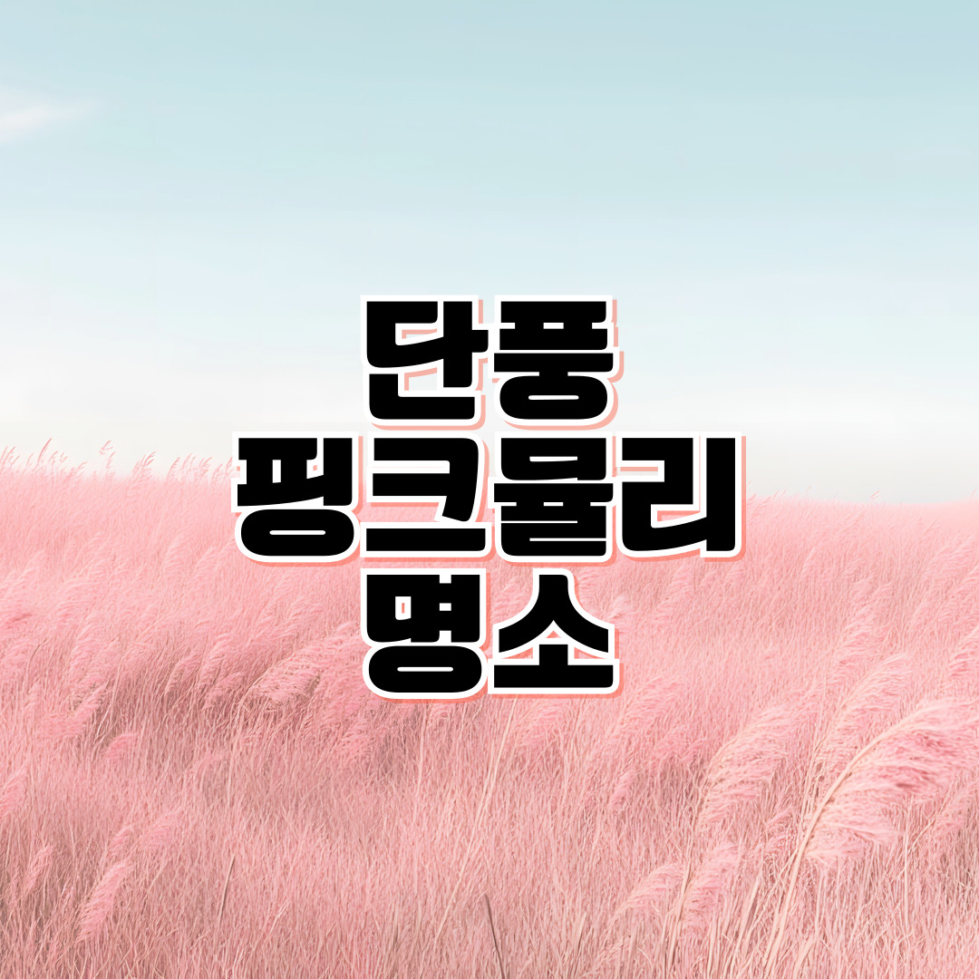 가을 단풍명소 & 핑크뮬리 여행지 추천 🍂 내장산·설악산 단풍과 고창·영월 핑크뮬리 명소, 양평 감성카페 드라이브 코스 총정리 ❘ 11월 가볼 만한 곳 BEST 10