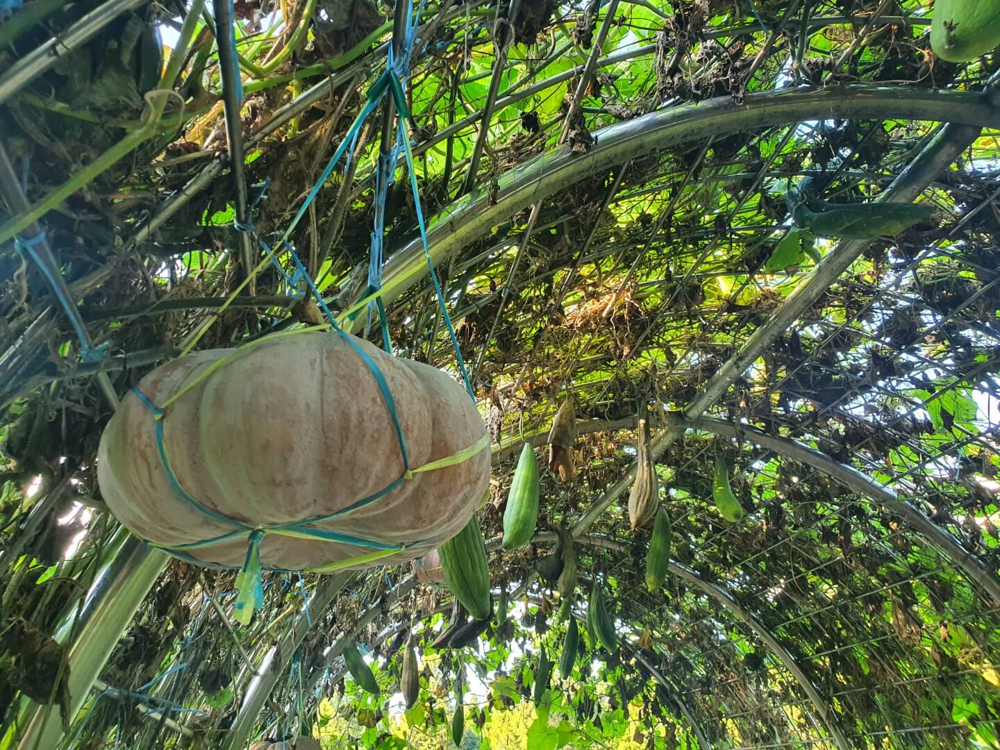 대화농업체험공원-터널시령