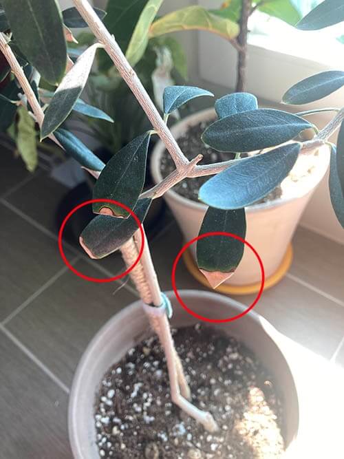 올리브나무_과습