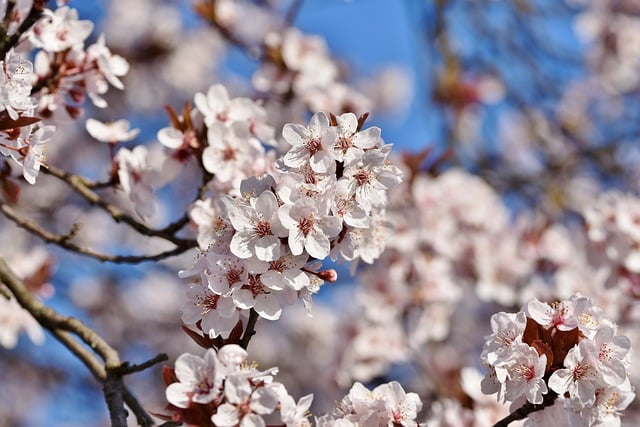 호수벚꽃축제