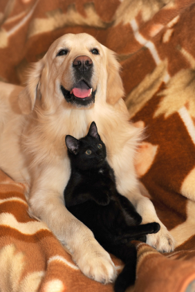 골든리트리버의 품에 안겨있는 검정 고양이