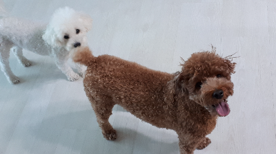 강아지 밥 주는 시간과 올바른 급여 습관