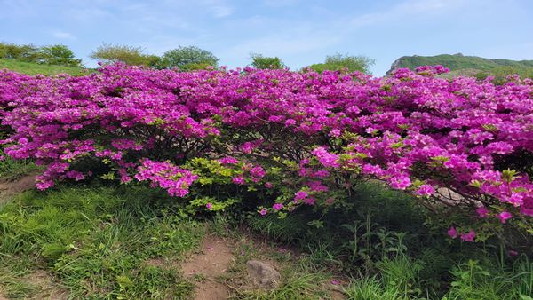 황매산 철쭉