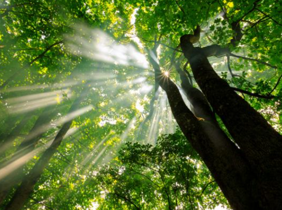 러브버그퇴치법7