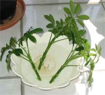 꺾꽂이 번식 시기선정 도구준비 삽목토관리 뿌리내리기 쉬운 식물_3