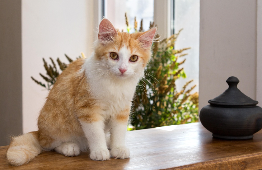 golden cat on the table