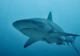 물고기 꿈해몽 풀이