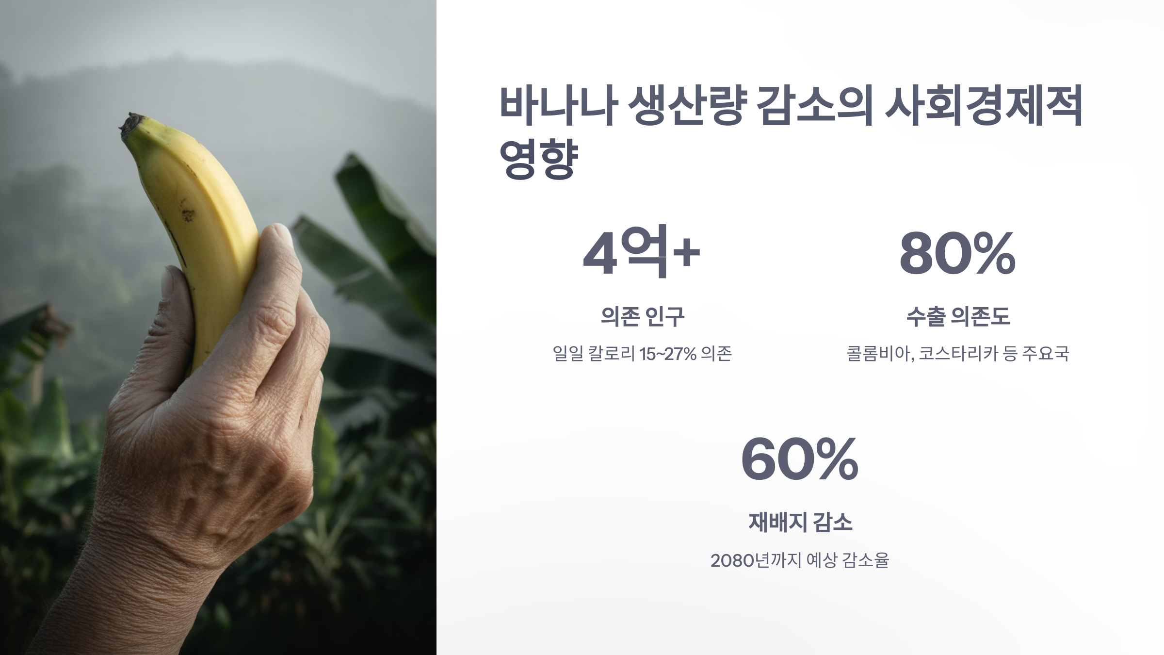 참조-바나나,-기후-변화로-인한-생산량-감소-4