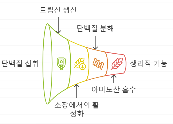 트립신 역할