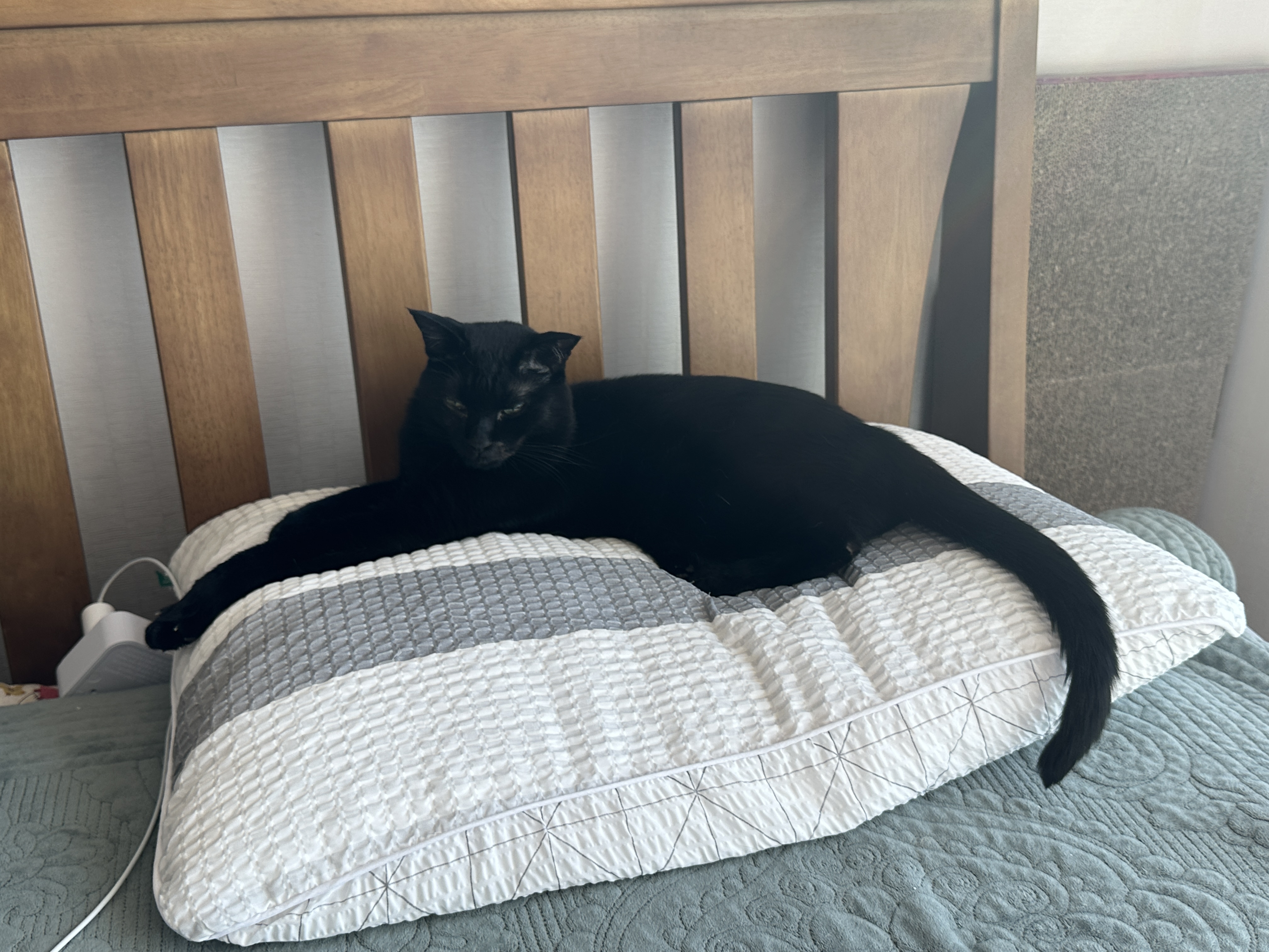 베개 베고 집사랑 마주 보고 자던 막둥이 눈뜨자마자 애교(feat.내 머리맡에 건이)