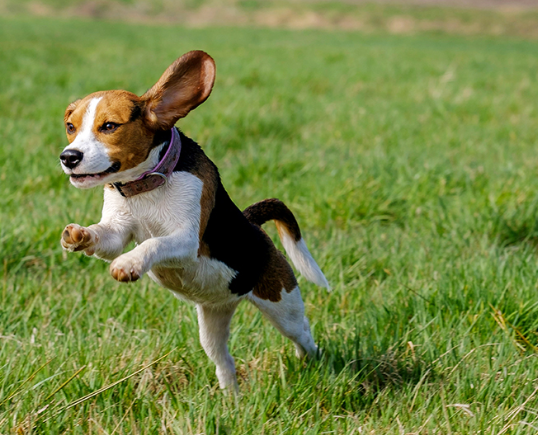 펫캉스 가능한 호텔 BEST 5