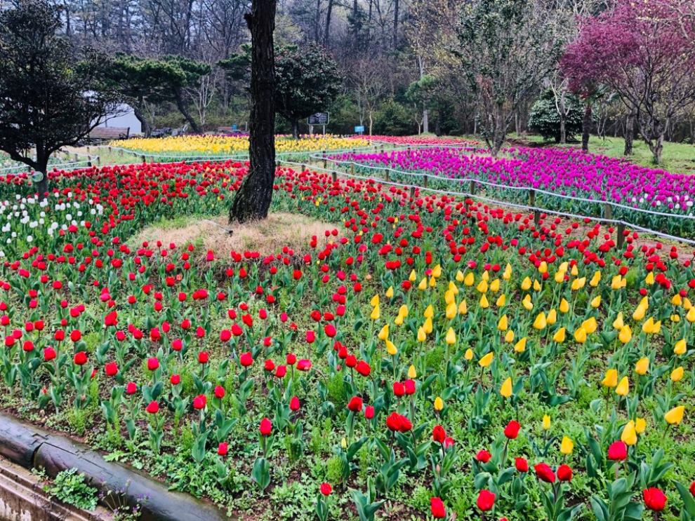 장흥 하늘빛수목원 튤립축제