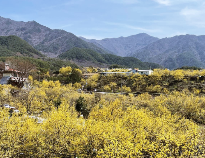 구례 산수유축제
