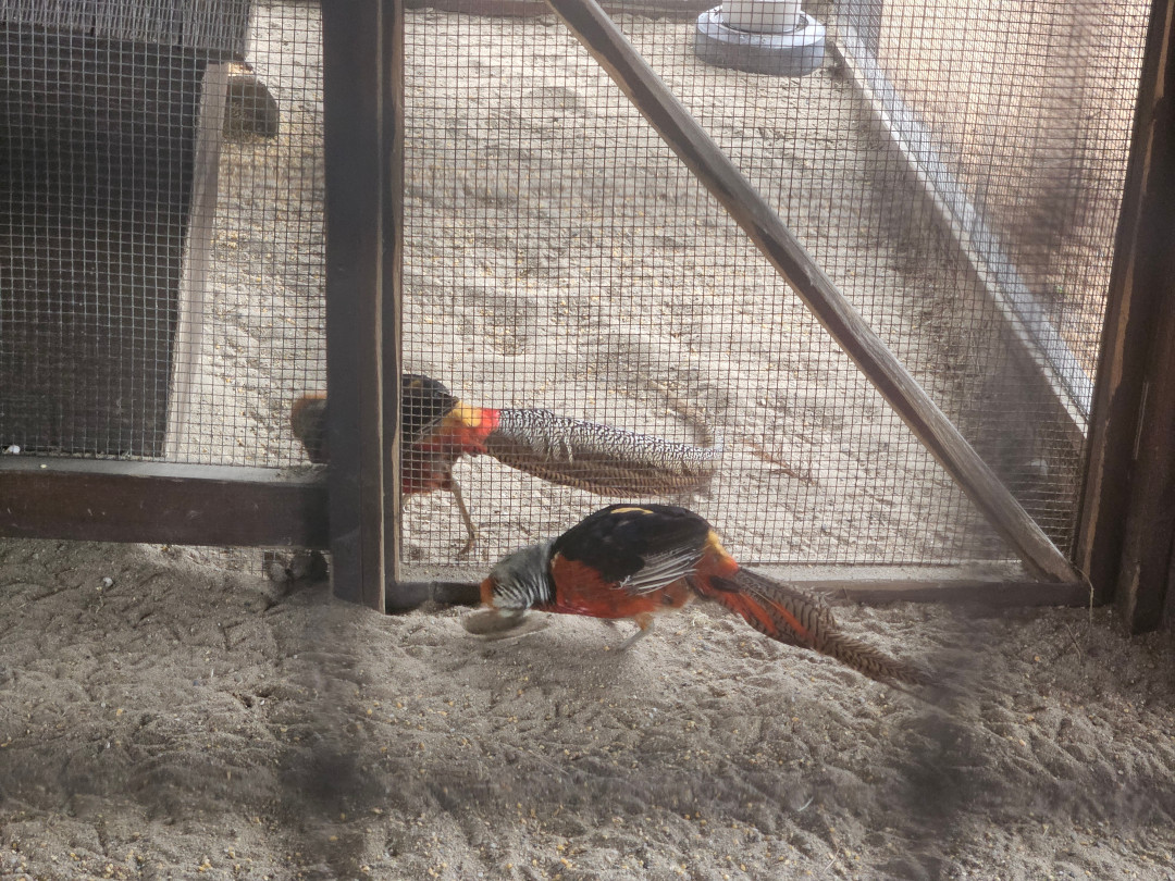 신라호텔 사육장